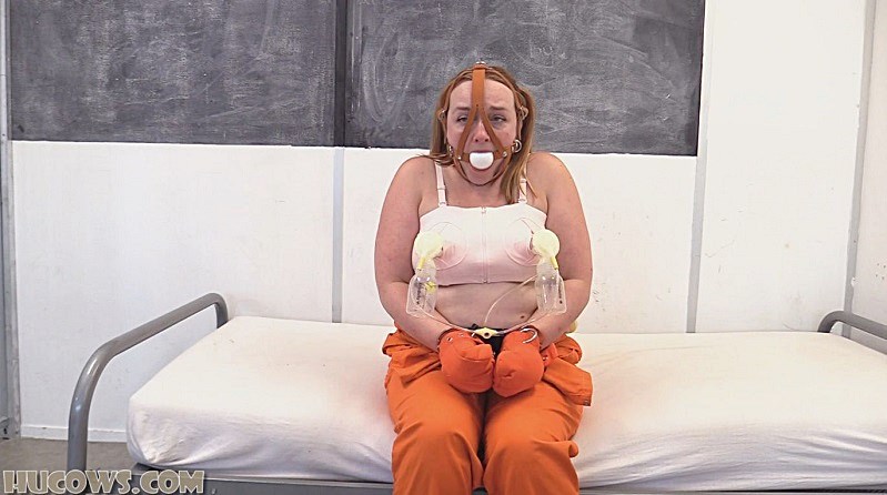 HuCows - Kerry - Prisoner Milking Program (25 05 03)